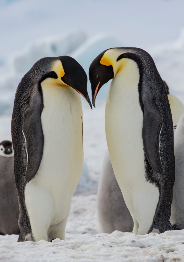 Kaiserpinguinpaar Südpol