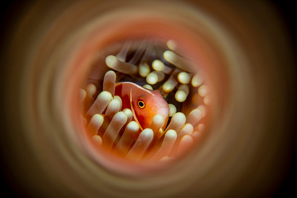 Kreative Unterwasserfotografie Anemonenfisch
