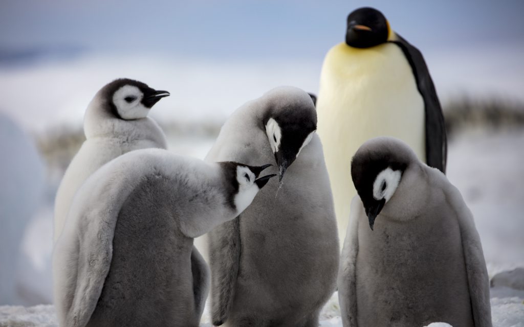 Junge Kaiserpinguine