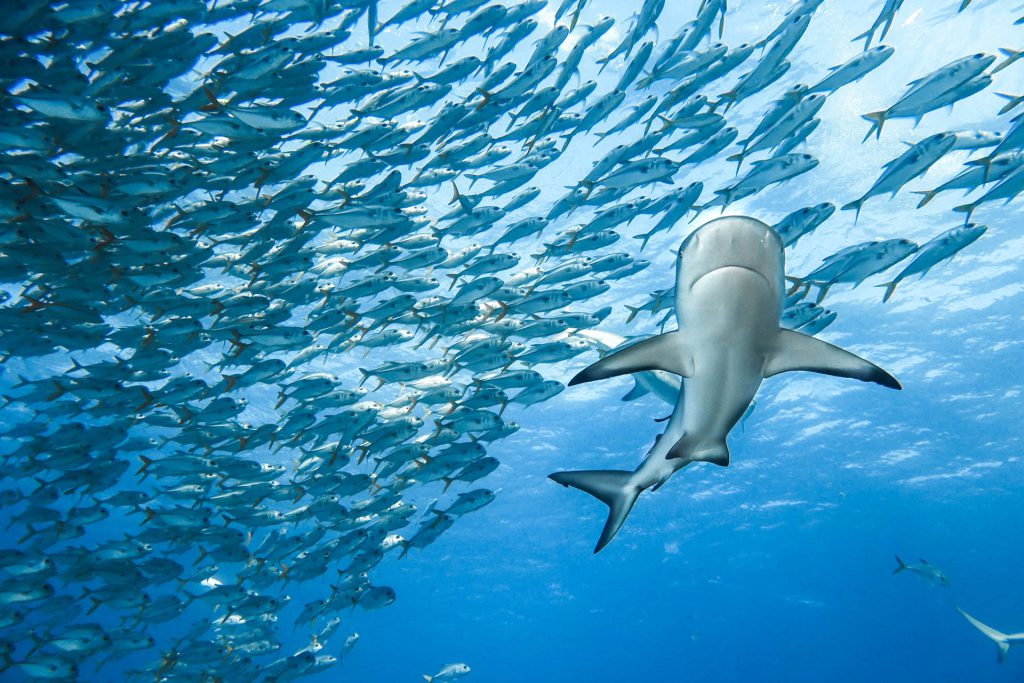 Gillian Shark - Karibischer Riffhai mit Fischschwarm