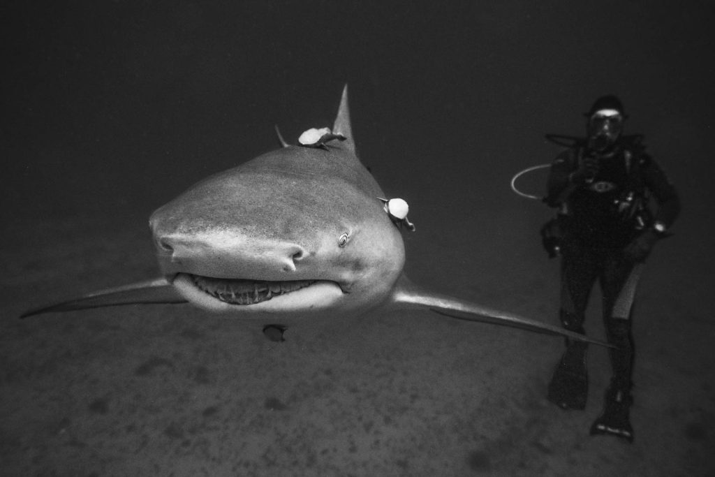 Gillian Shark - Hai mit Taucher