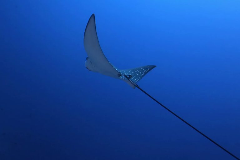 Mehr über den Artikel erfahren Malediven – Silvie auf Tuchfühlung mit Mantas und Walhaien