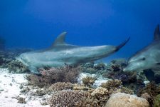 Tierisch interessant – Delfine im Unterwasser-Spa