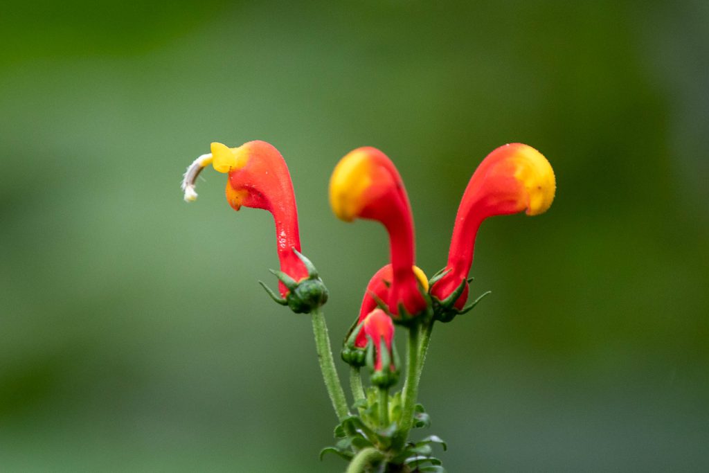 Blüte im Regenwald, Panama