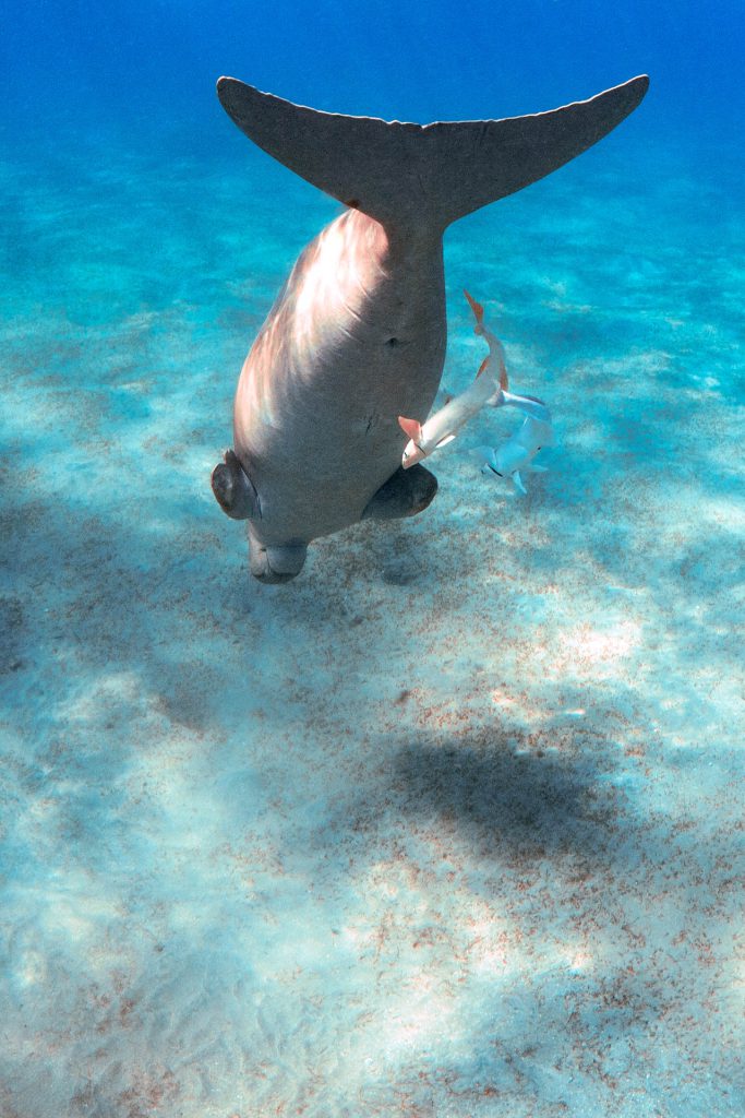Dugong / Seekuh beim Abtauchen in El Quseir, Rotes Meer, Ägypten
