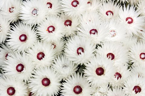Südafrika – Kap-Halbinsel Blumen