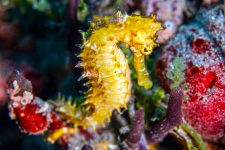 Seepferd, Amira Tauchschiff, Raja Ampat, Indonesien