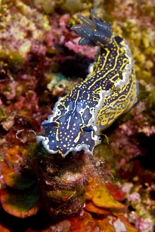 Amorgos_Dimitris_gardenofNudibranch3 Amorgos_Dimitris_gardenofNudibranch3