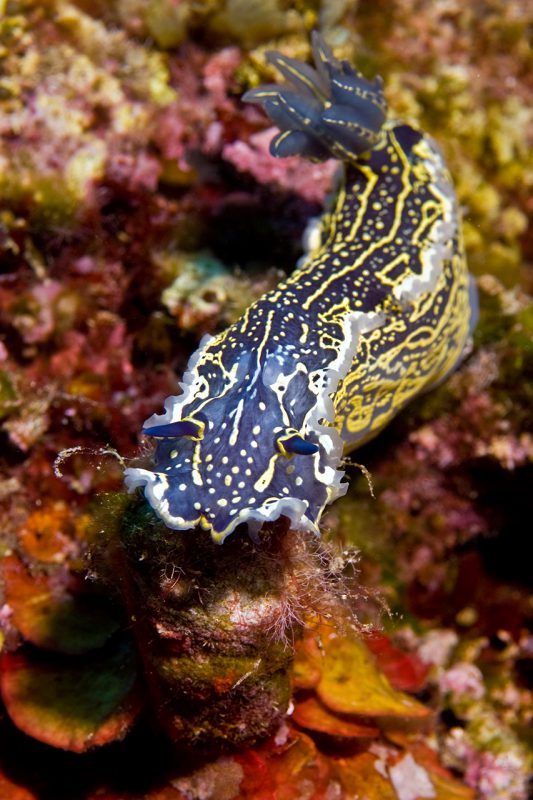 Amorgos_Dimitris_gardenofNudibranch3