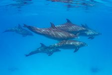 Gruppe Delfine im Roten Meer, Dolphin Watch Alliance, El Gouna, Ägypten