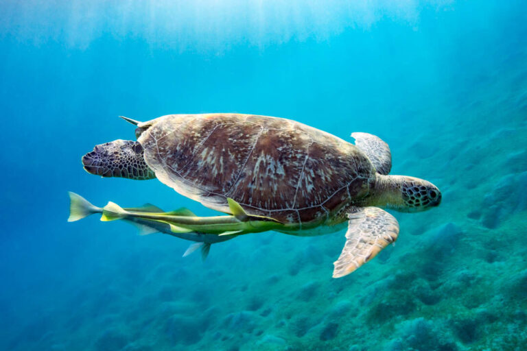 Instagram post from exploretheoceantv. This post is in position 3.